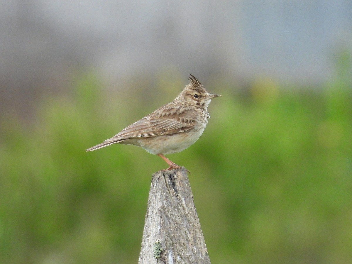 Crested Lark - ML618324002