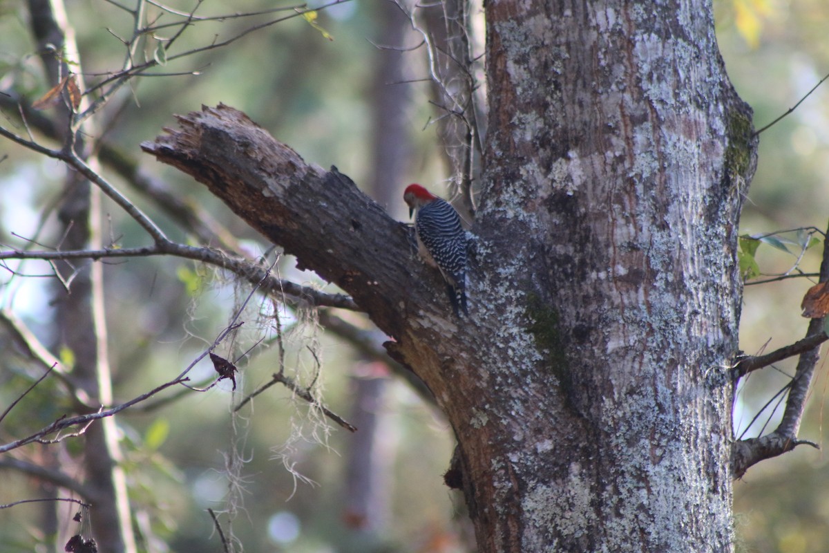 Red-bellied Woodpecker - Cory Ruchlin