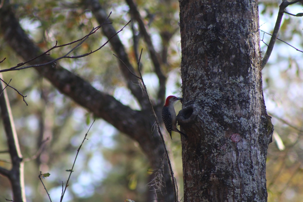 Red-bellied Woodpecker - ML618324012