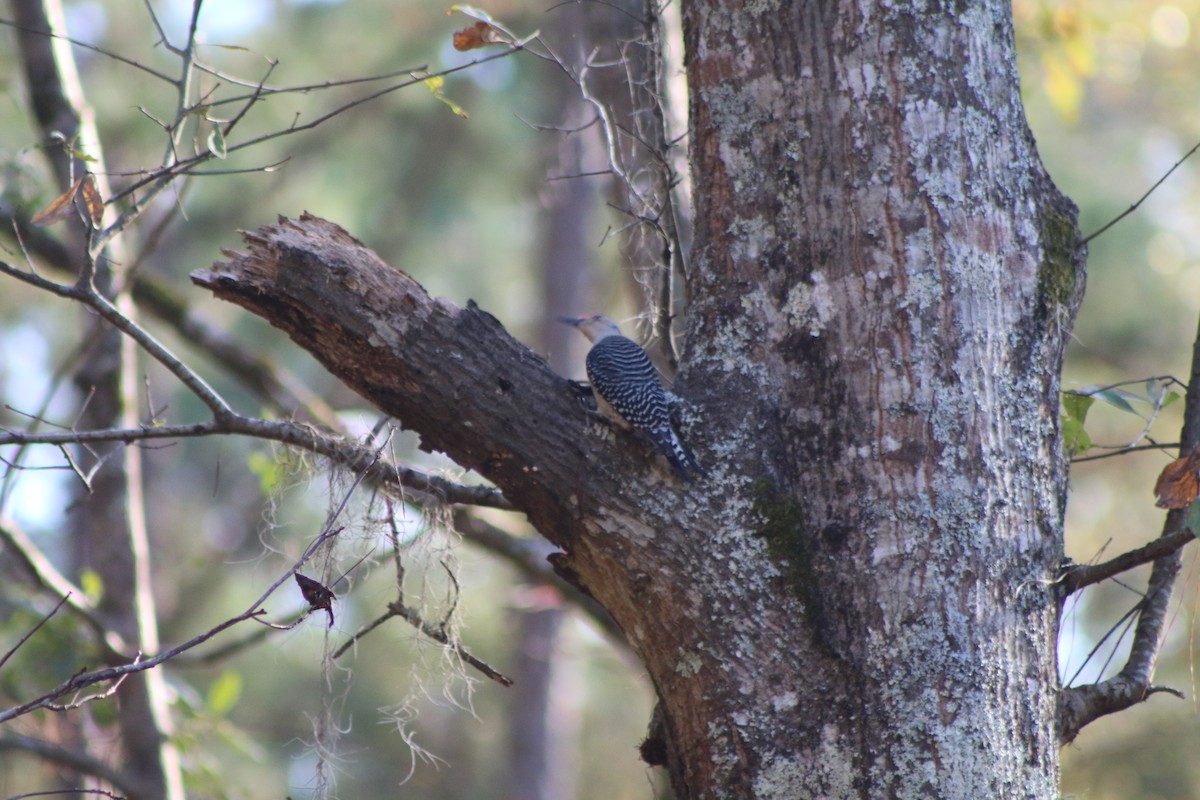 Red-bellied Woodpecker - ML618324013