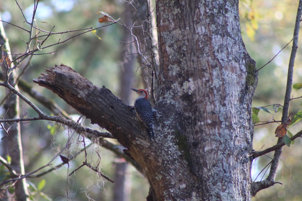 Red-bellied Woodpecker - ML618324014
