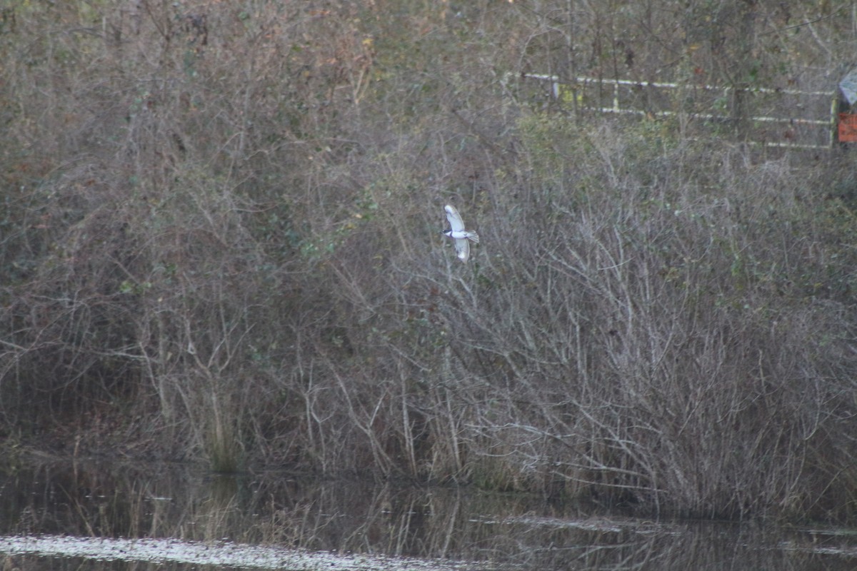 Belted Kingfisher - ML618324032