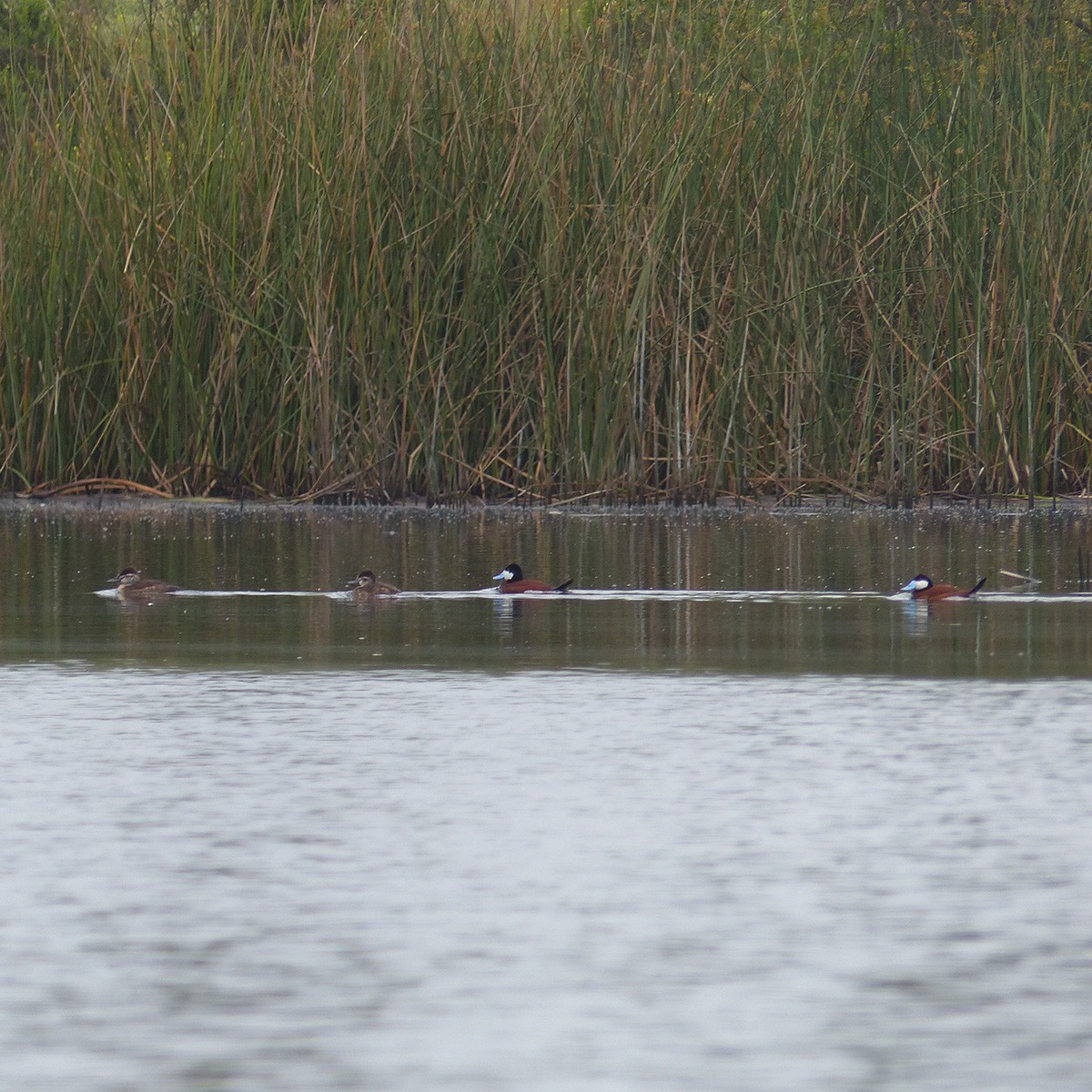 Ruddy Duck - ML618324045