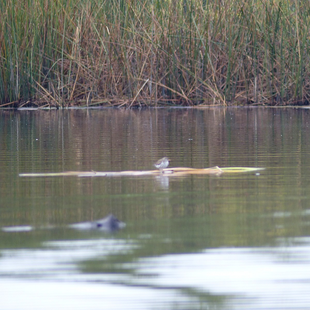 Spotted Sandpiper - ML618324059