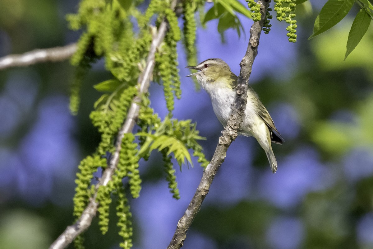 rødøyevireo - ML618324061