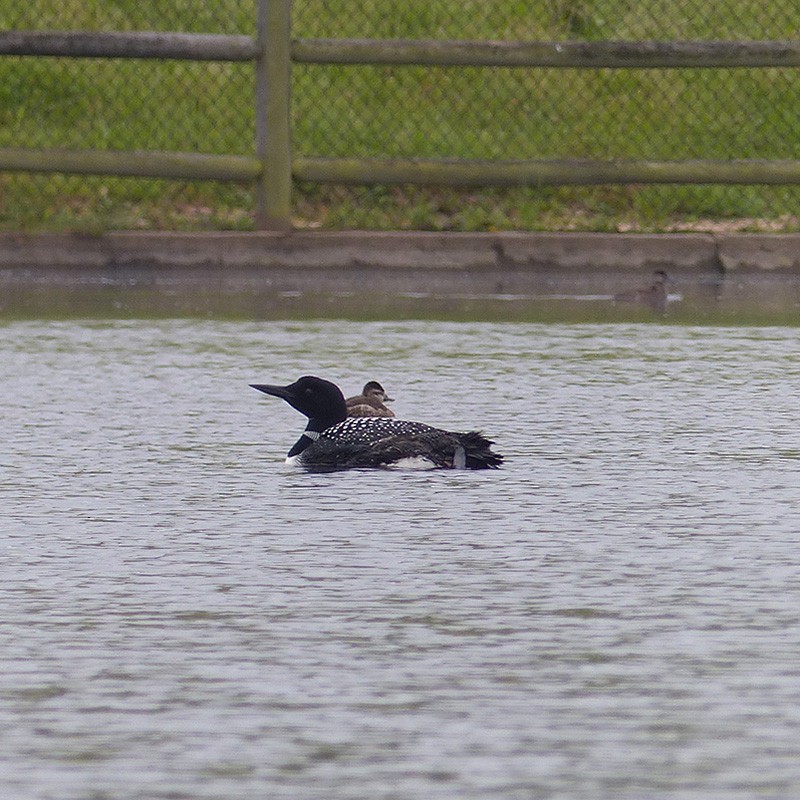 Common Loon - ML618324063