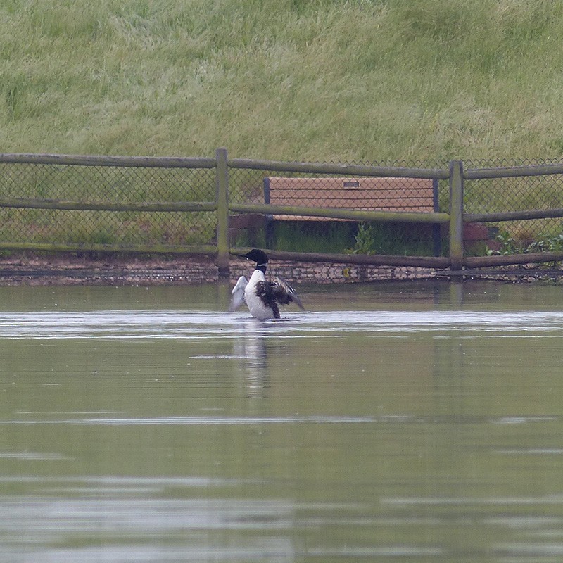 Common Loon - Pete Wolf