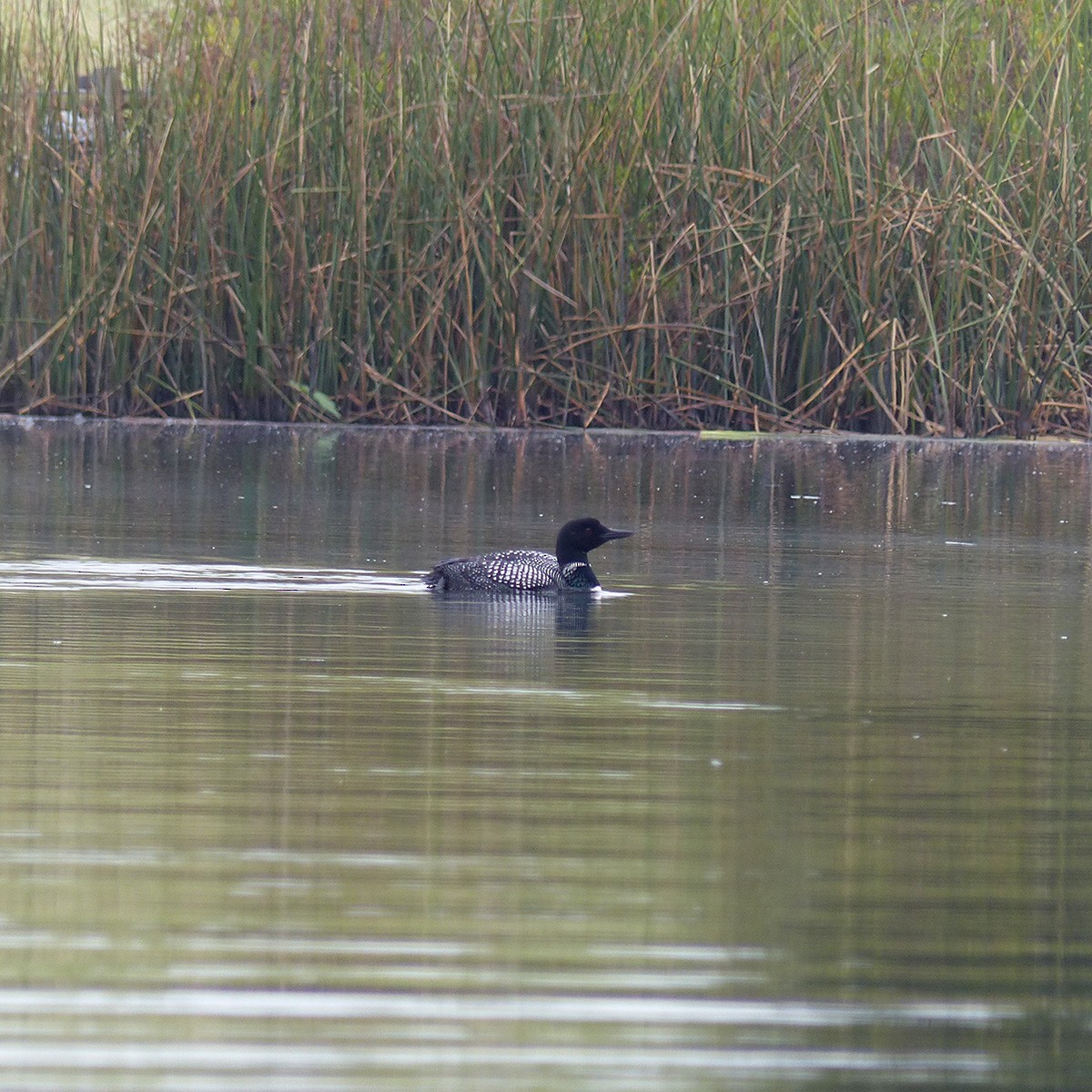 Common Loon - ML618324065