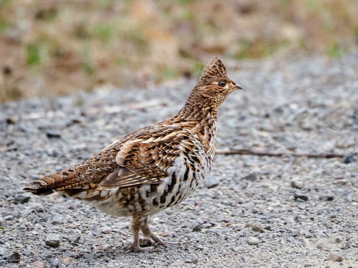 Ruffed Grouse - ML618324091