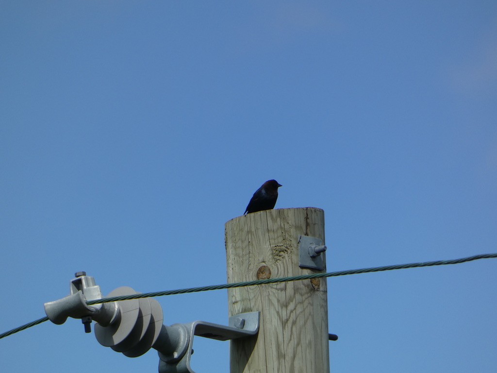 Brown-headed Cowbird - ML618324135