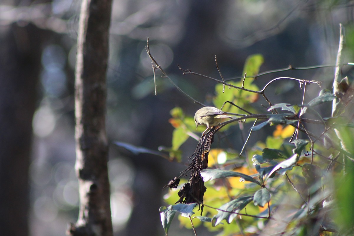 Orange-crowned Warbler - ML618324145