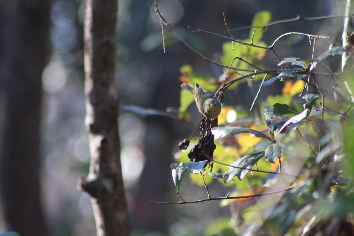 Orange-crowned Warbler - ML618324146