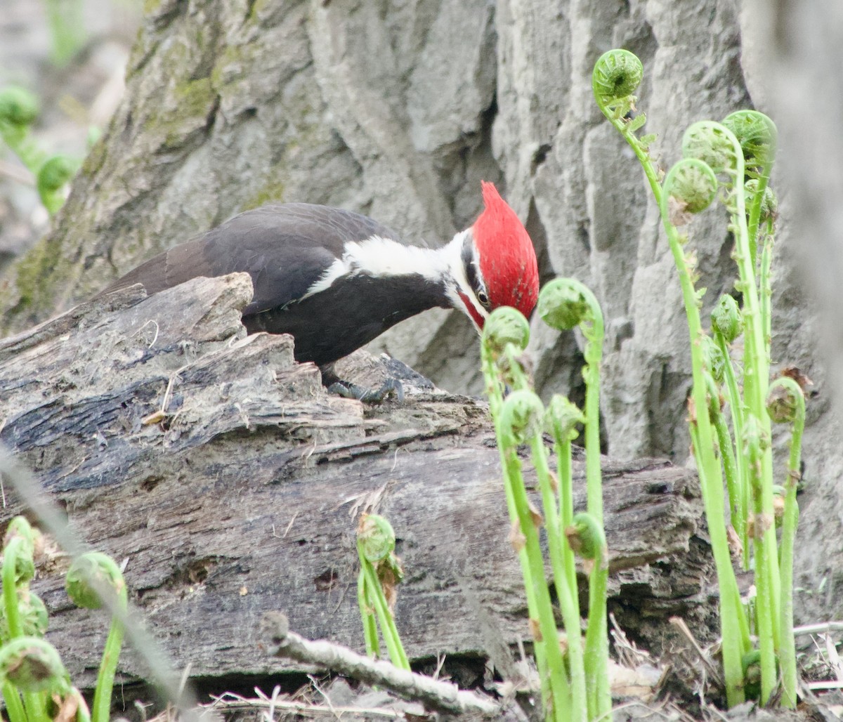 Pileated Woodpecker - Clem Nilan