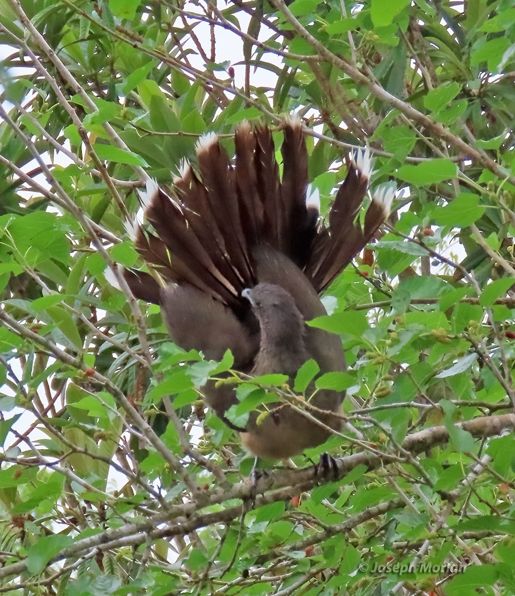 Plain Chachalaca - Joseph Morlan