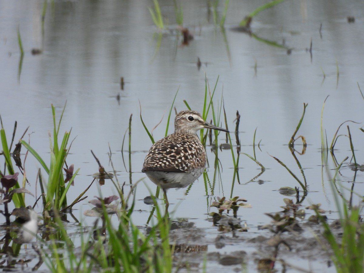 Wood Sandpiper - Tanja Britton