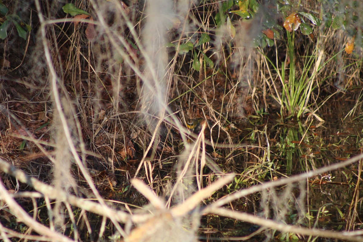 Common Yellowthroat - ML618324214