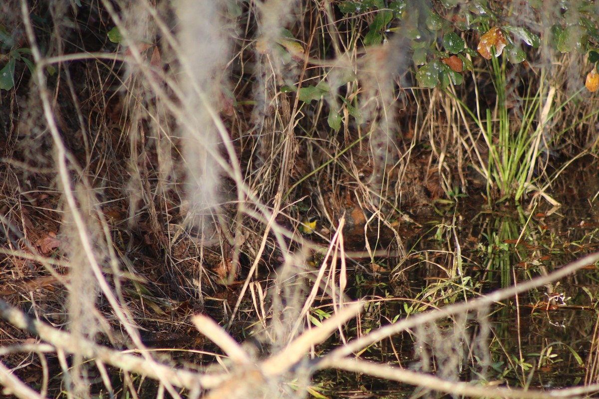 Common Yellowthroat - ML618324216