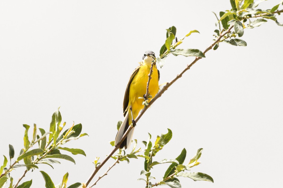 Western Yellow Wagtail (iberiae) - ML618324227