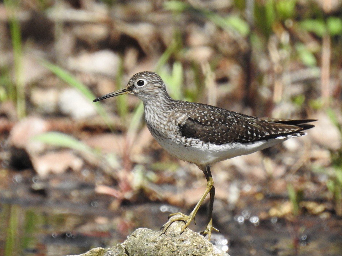 Solitary Sandpiper - Dave HH