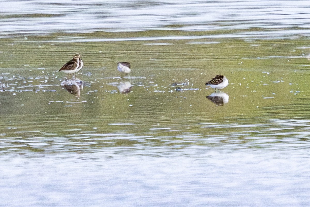 Least Sandpiper - Jef Blake