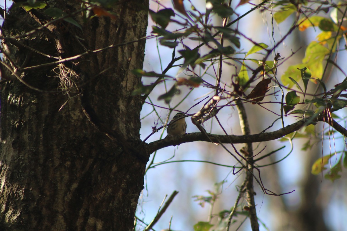 Black-and-white Warbler - ML618324281