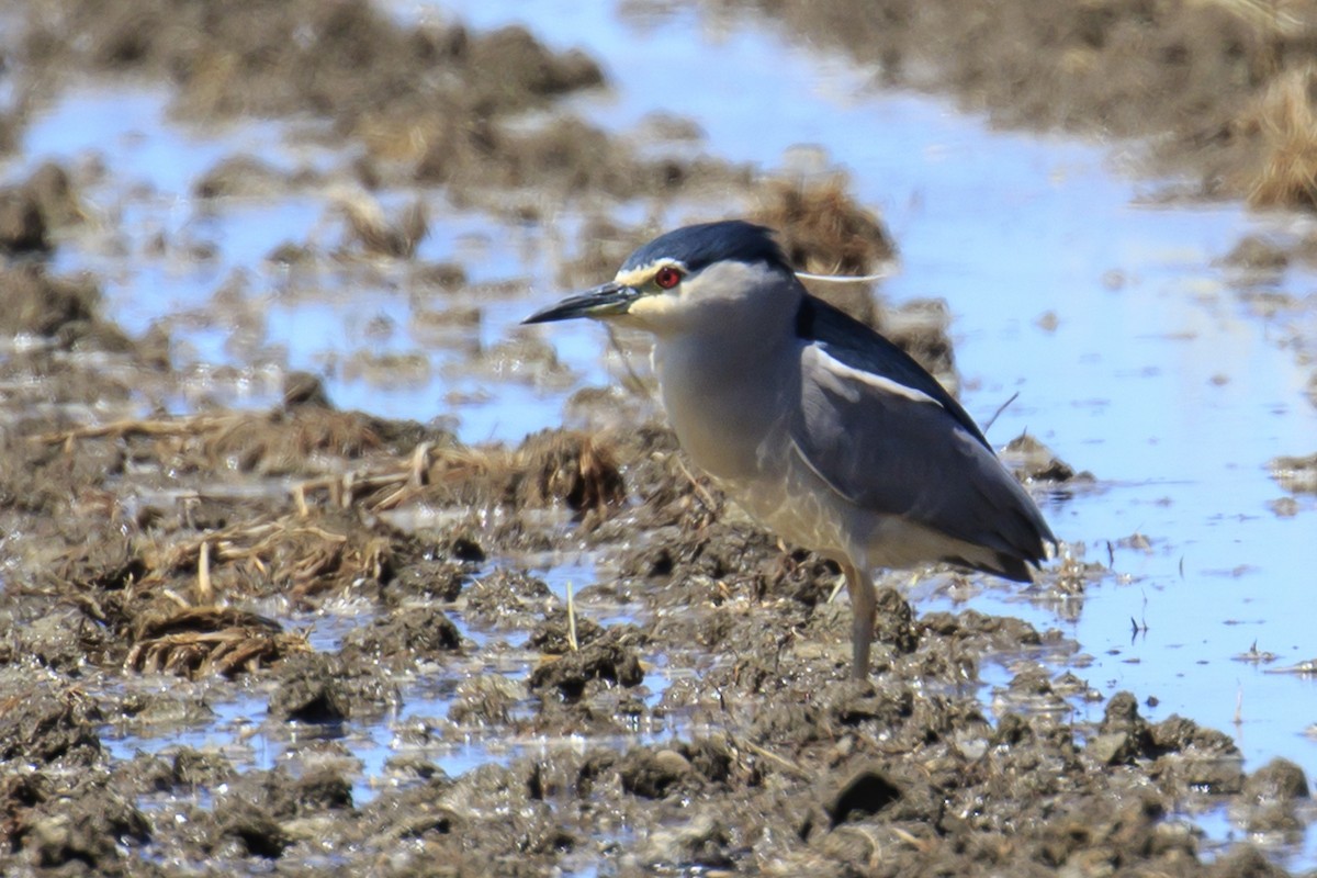 Black-crowned Night Heron - ML618324313