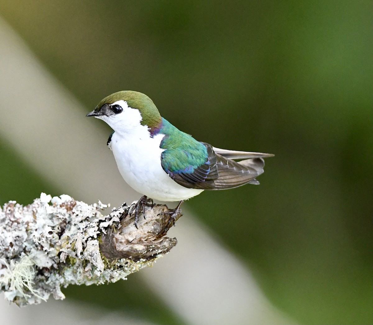 Violet-green Swallow - Kim  Beardmore