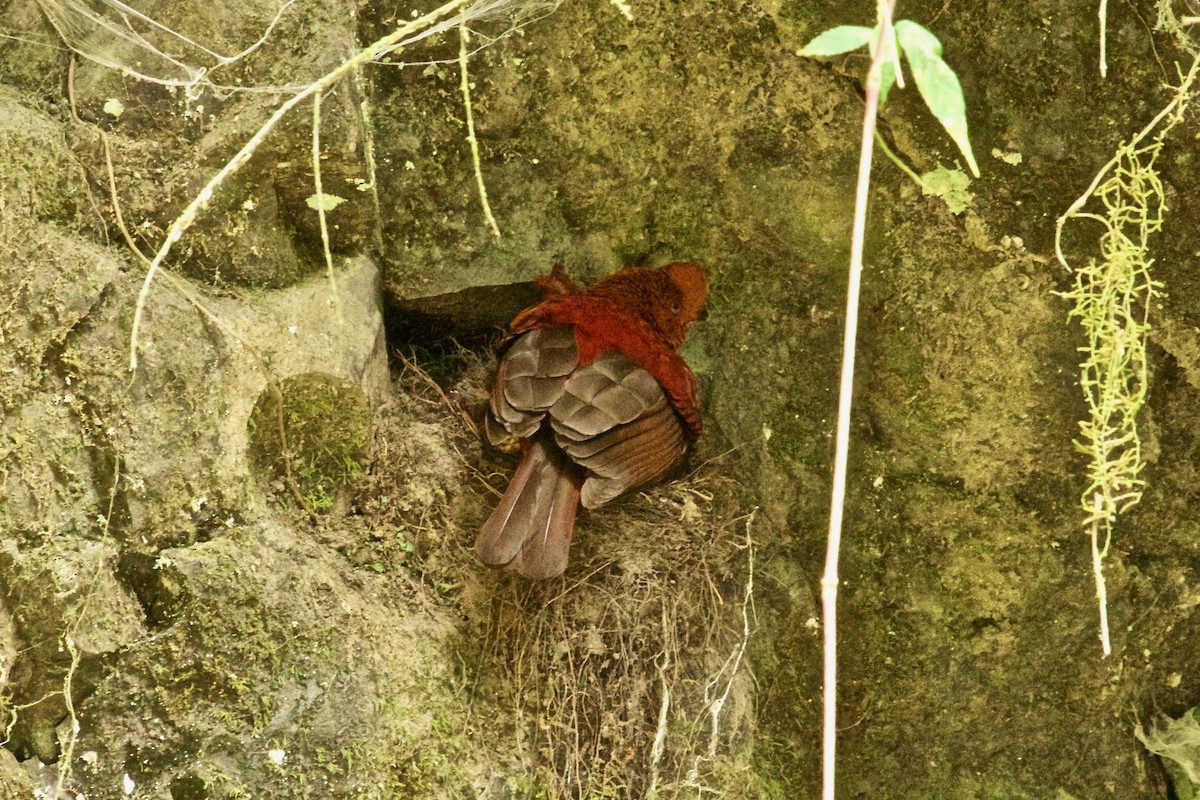 Andean Cock-of-the-rock - ML618324405