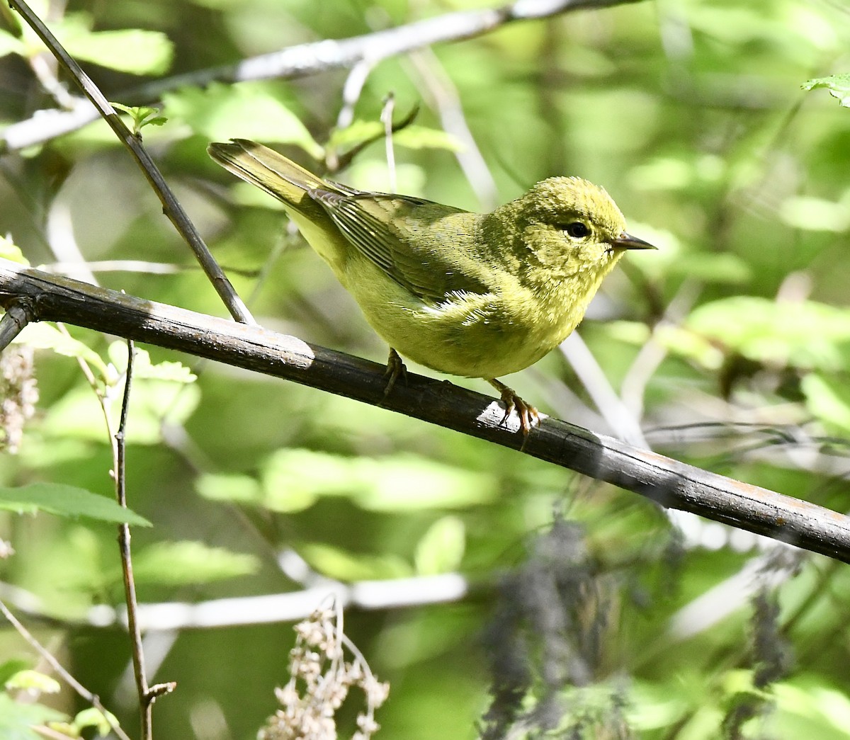 Orange-crowned Warbler - Kim  Beardmore