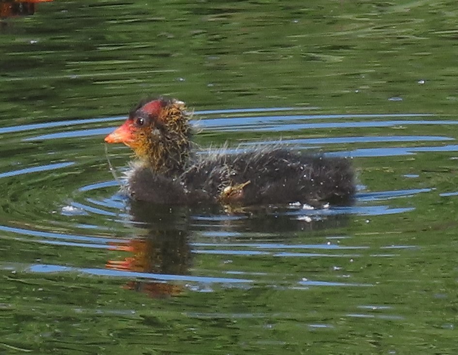 American Coot - Ruth Gravance