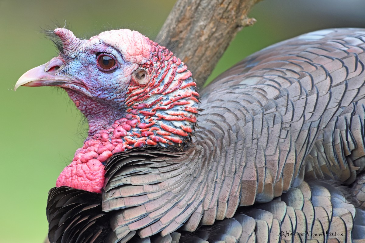 Wild Turkey - ML618324476