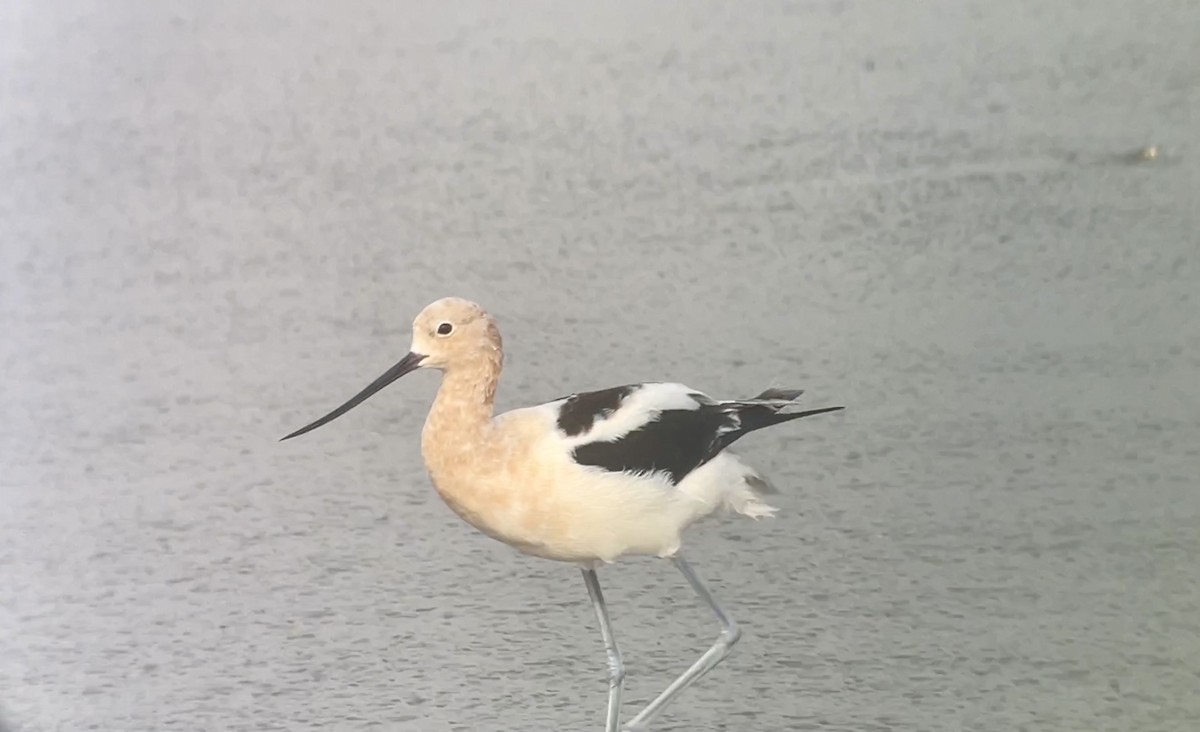 Avoceta Americana - ML618324481