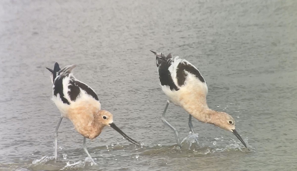 Avoceta Americana - ML618324482