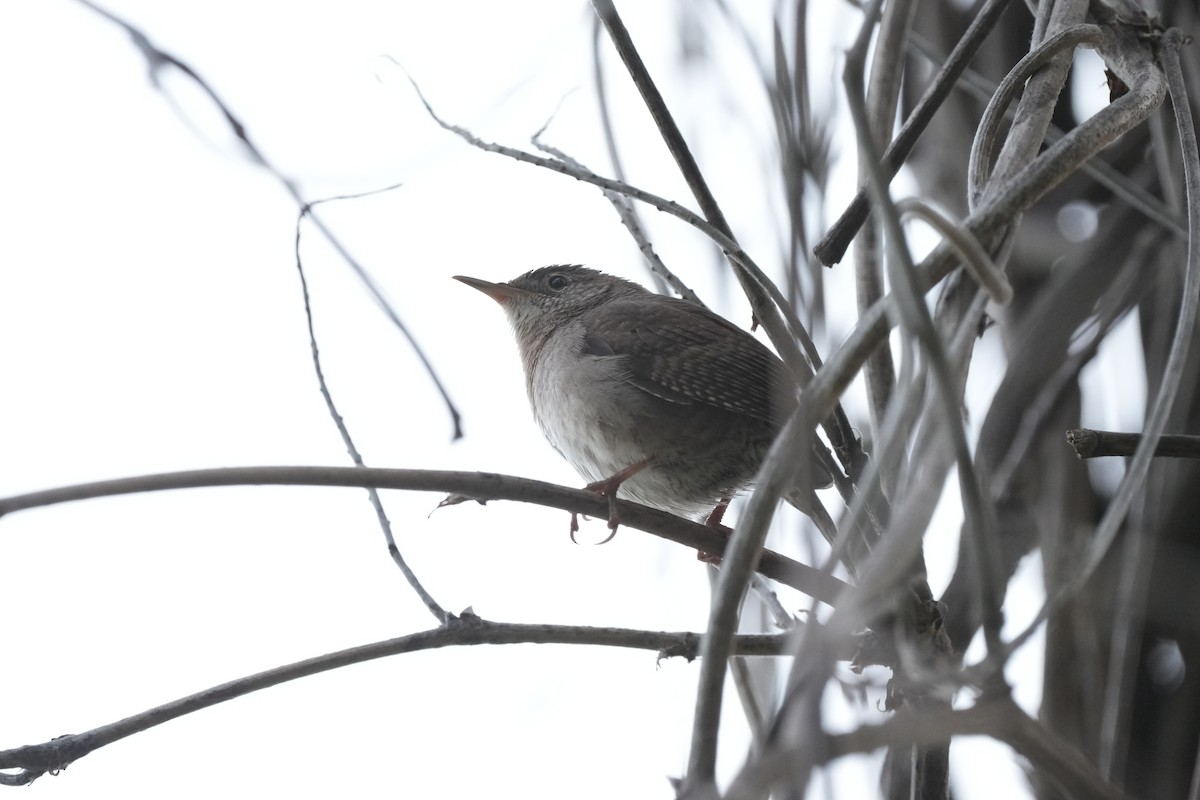 Northern House Wren - ML618324484