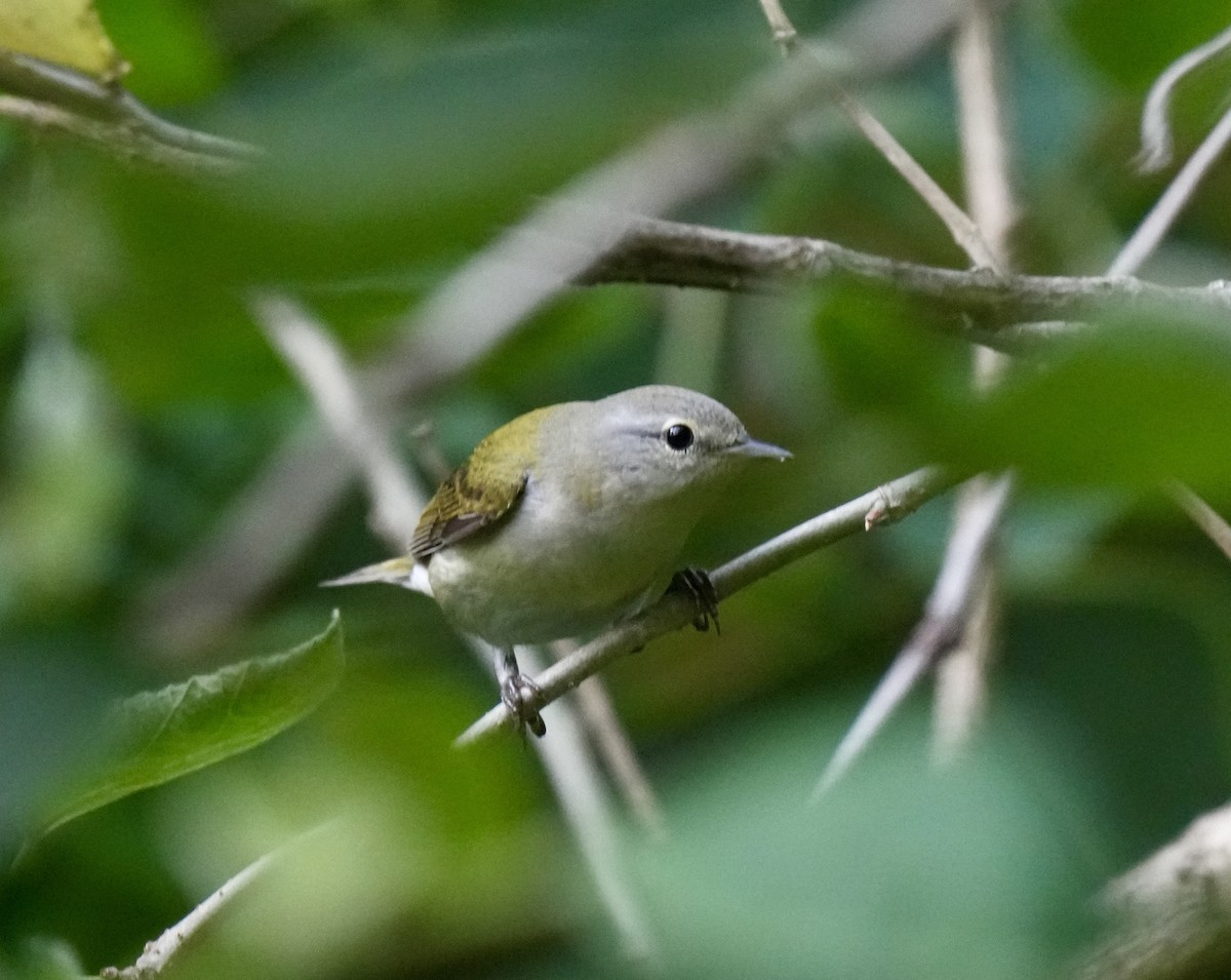 Tennessee Warbler - ML618324505
