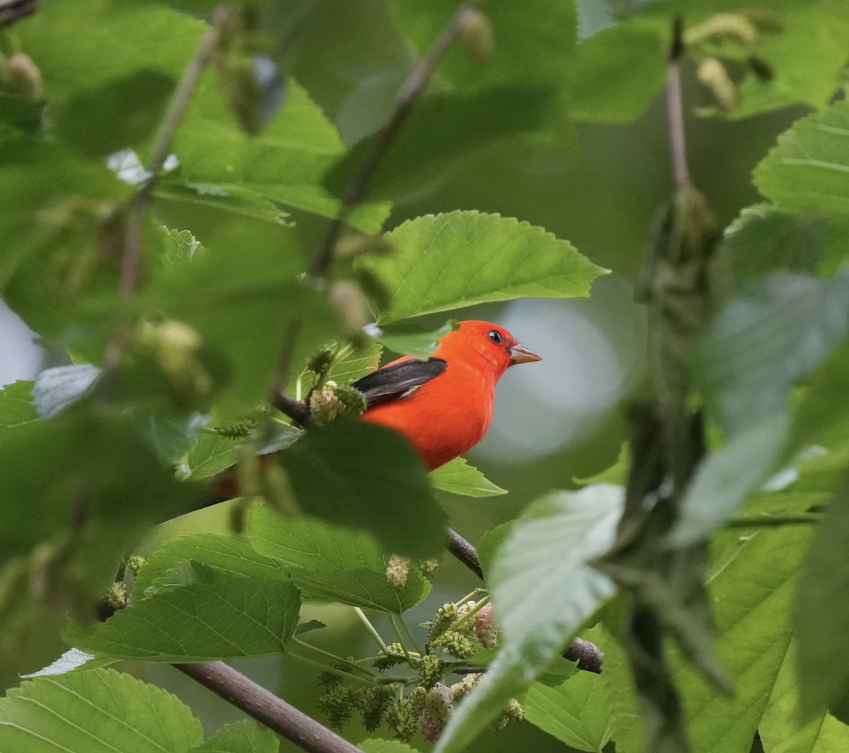Scarlet Tanager - ML618324520