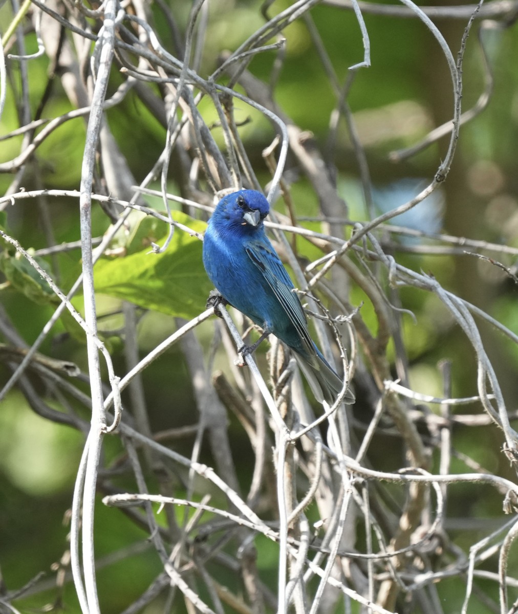 Indigo Bunting - ML618324529
