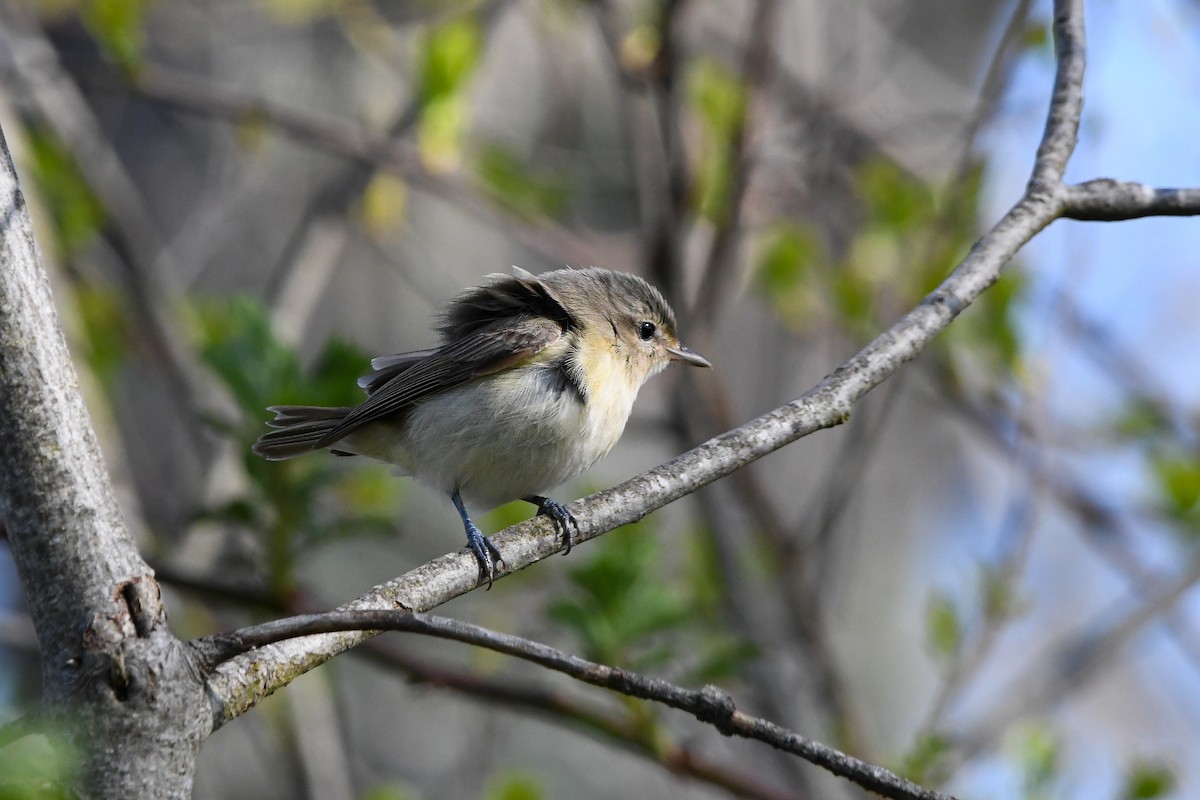 Warbling Vireo (Eastern) - ML618324551