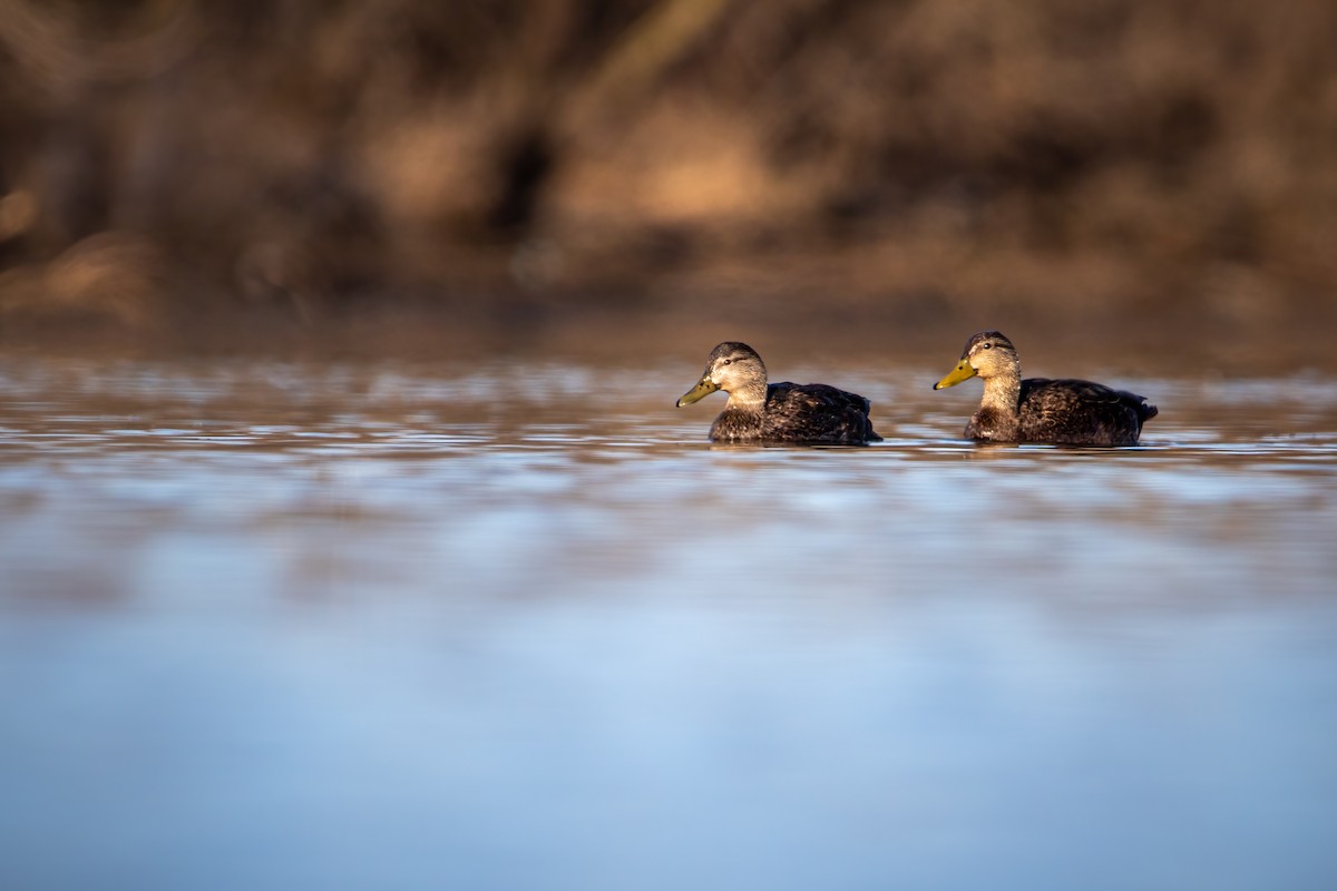 American Black Duck - ML618324554