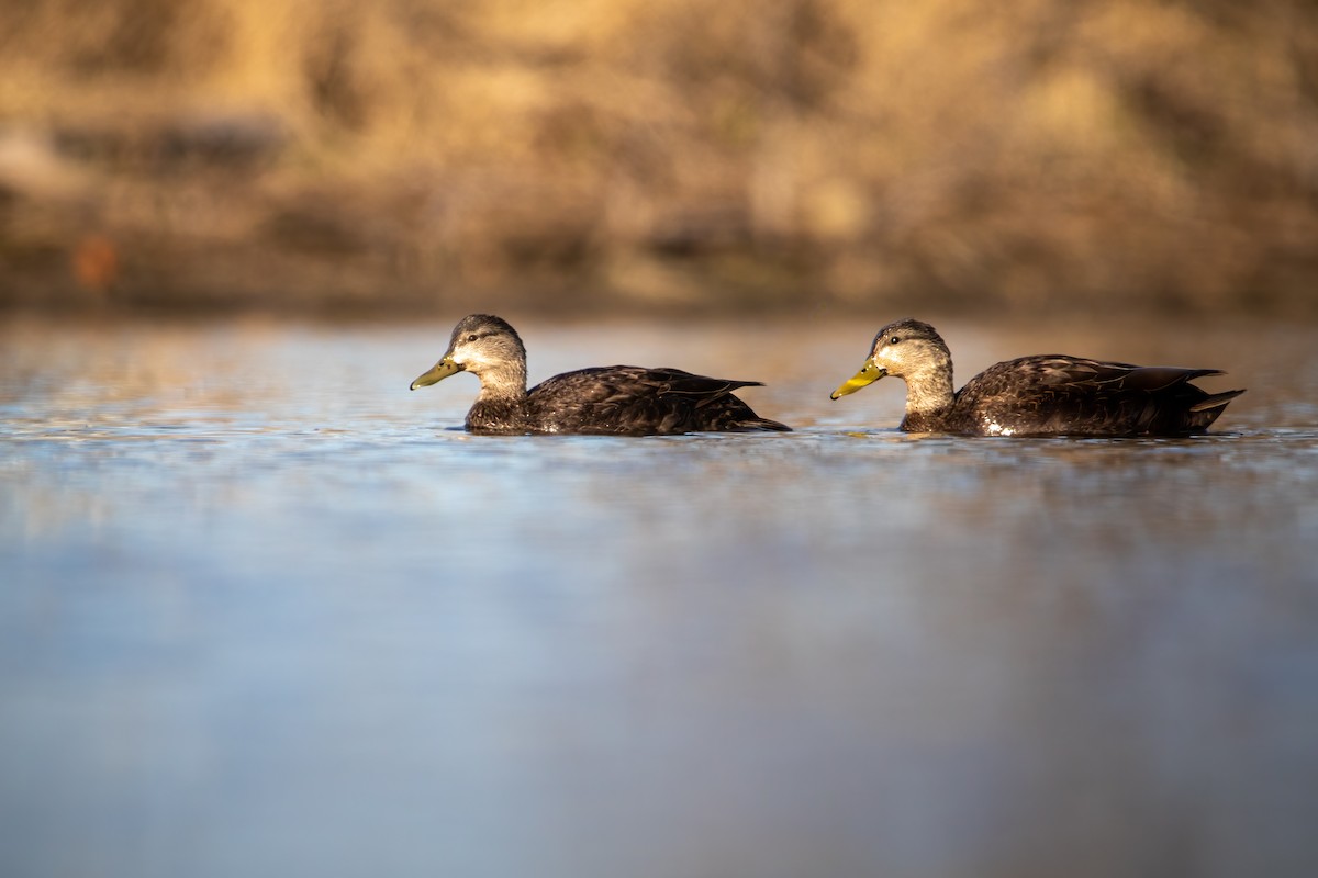 American Black Duck - ML618324561