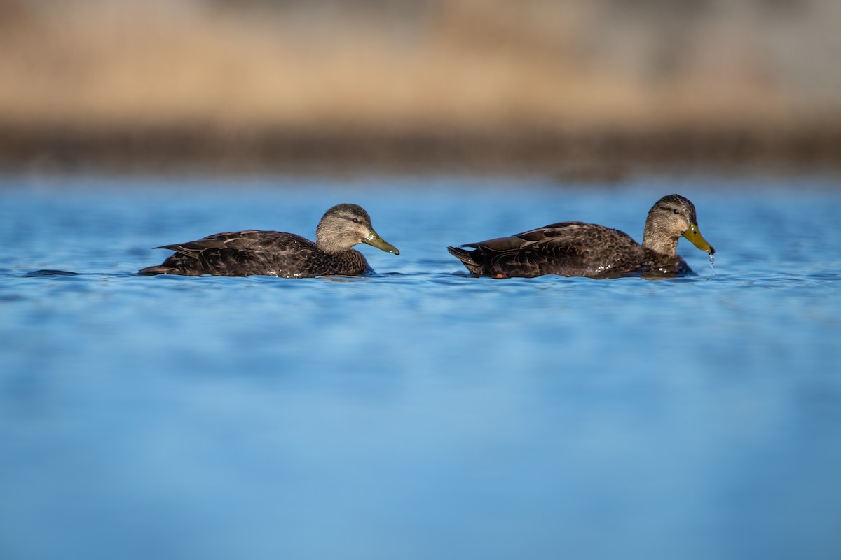 American Black Duck - ML618324574