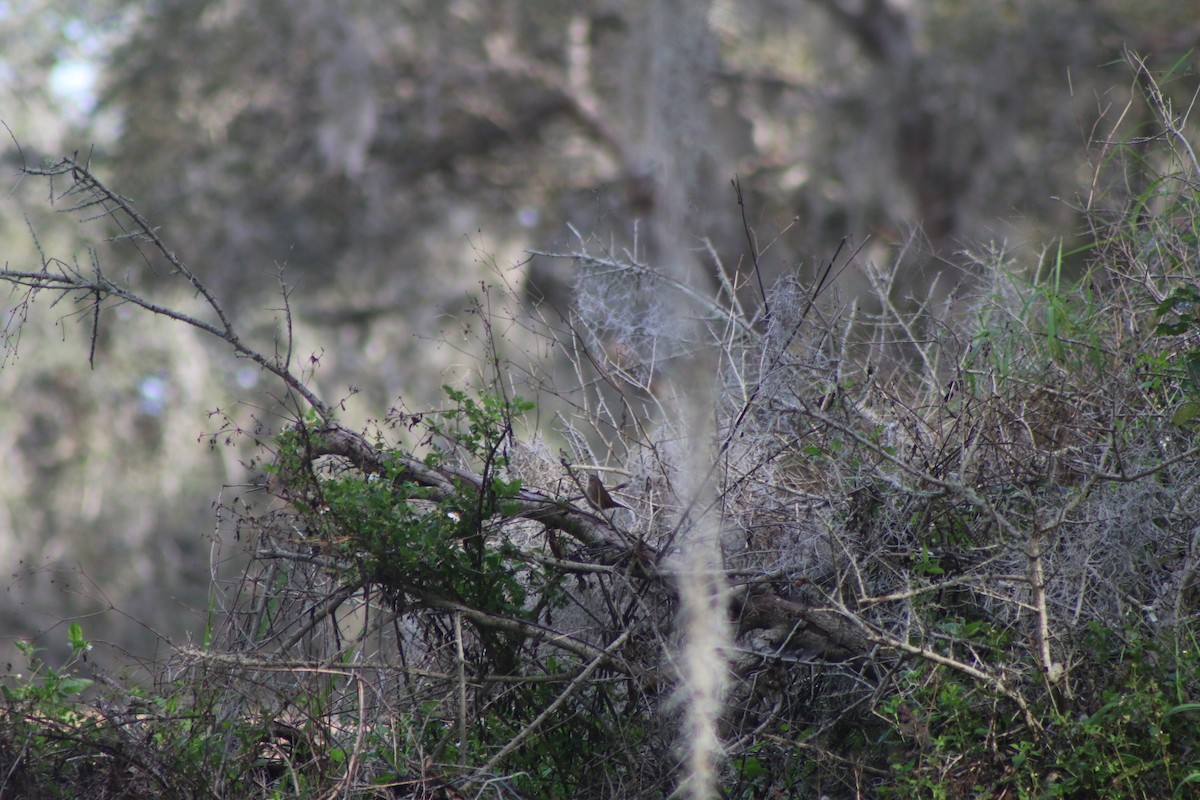 Northern House Wren - ML618324578