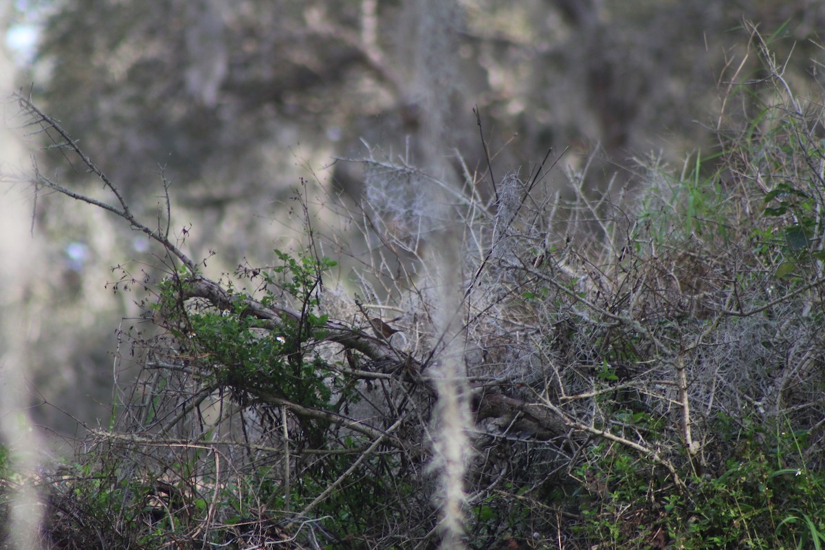 Northern House Wren - ML618324579