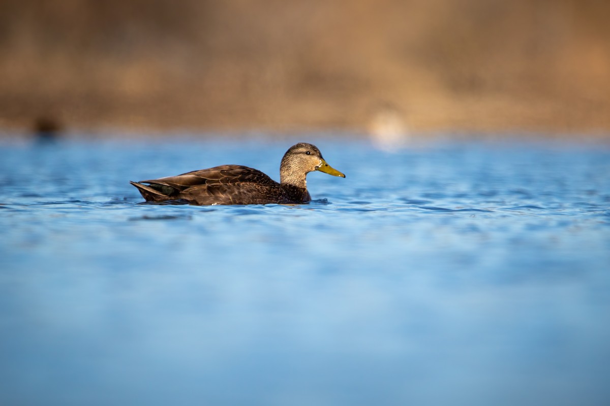 American Black Duck - ML618324595