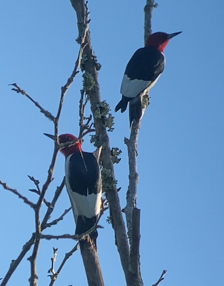 Red-headed Woodpecker - ML618324602