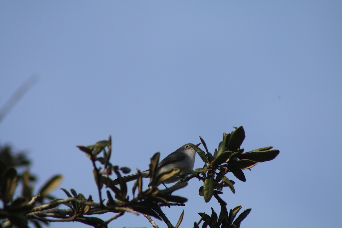 Blue-gray Gnatcatcher - ML618324612
