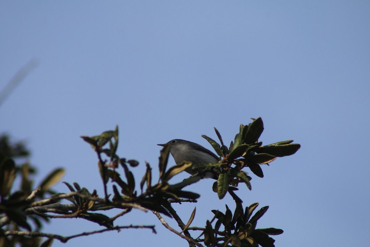 Blue-gray Gnatcatcher - ML618324613