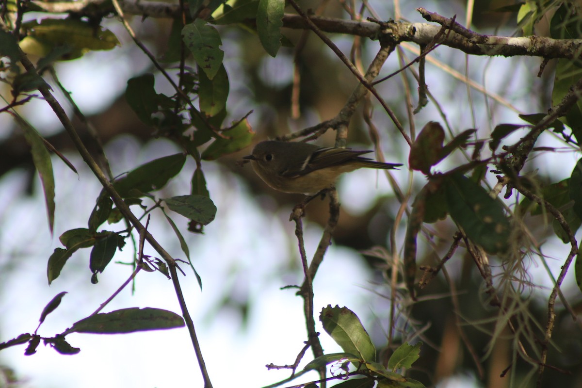 Ruby-crowned Kinglet - ML618324614