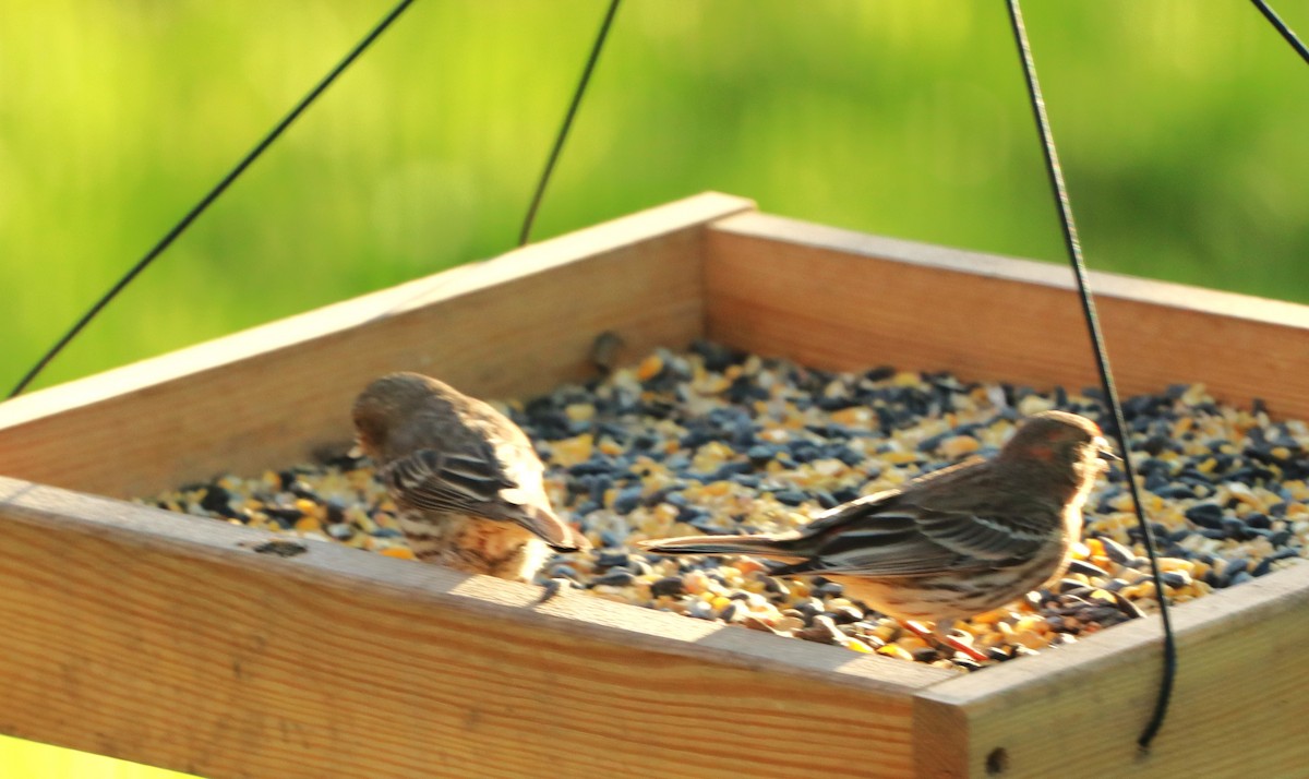 House Finch - Charlotte Croshaw