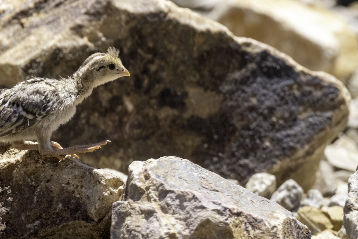 Gambel's Quail - Mel Green